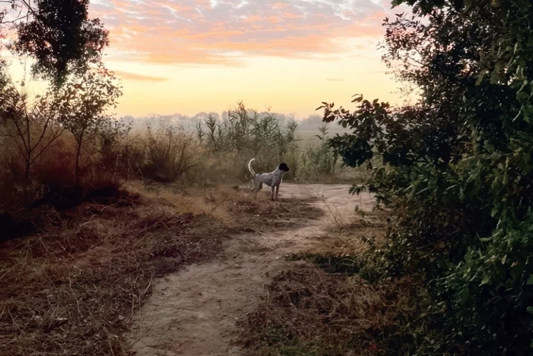 CCdF-Residency-dog-on-path